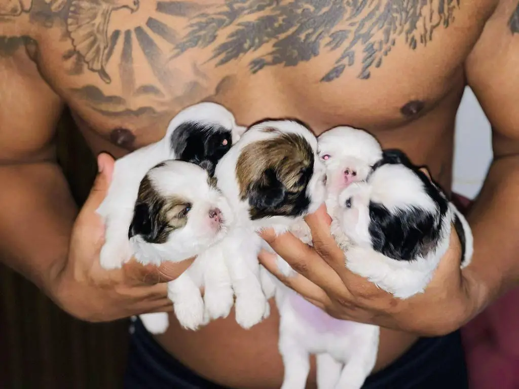 Perritos ???? Shih tzu mini  en Santo Domingo Este Foto 7280597-2.jpg