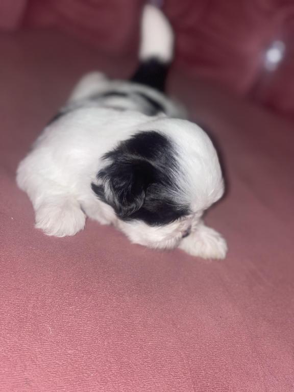 Perritos ???? Shih tzu mini  en Santo Domingo Este Foto 7280597-3.jpg