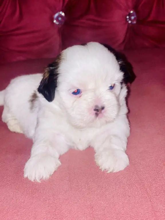 Perritos ???? Shih tzu mini  en Santo Domingo Este Foto 7280597-4.jpg