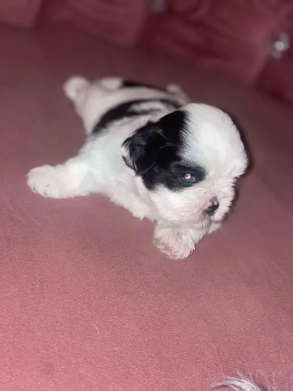 Perritos ???? Shih tzu mini  en Santo Domingo Este Foto 7280597-5.jpg