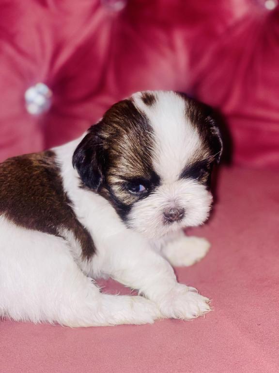Perritos ???? Shih tzu mini  en Santo Domingo Este Foto 7280597-6.jpg