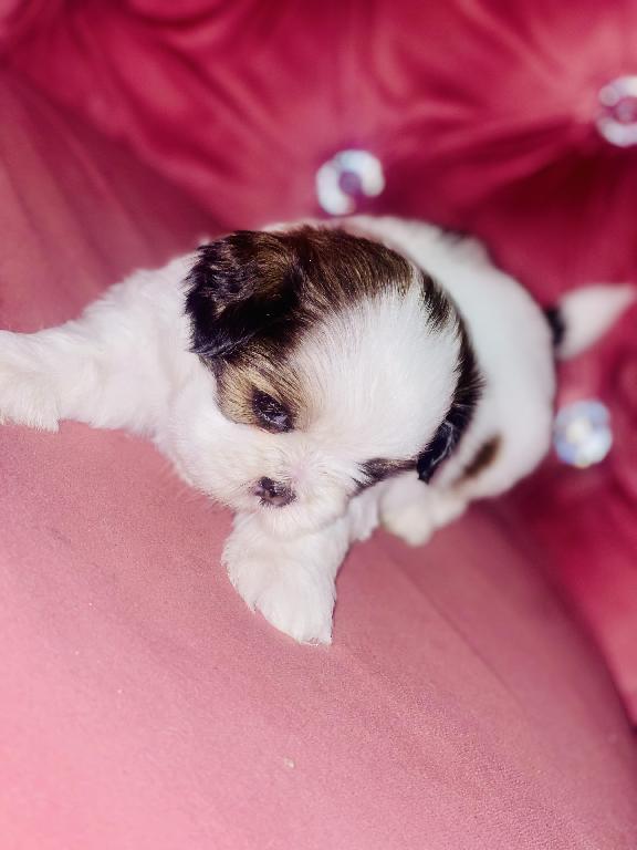 Perritos ???? Shih tzu mini  en Santo Domingo Este Foto 7280597-7.jpg