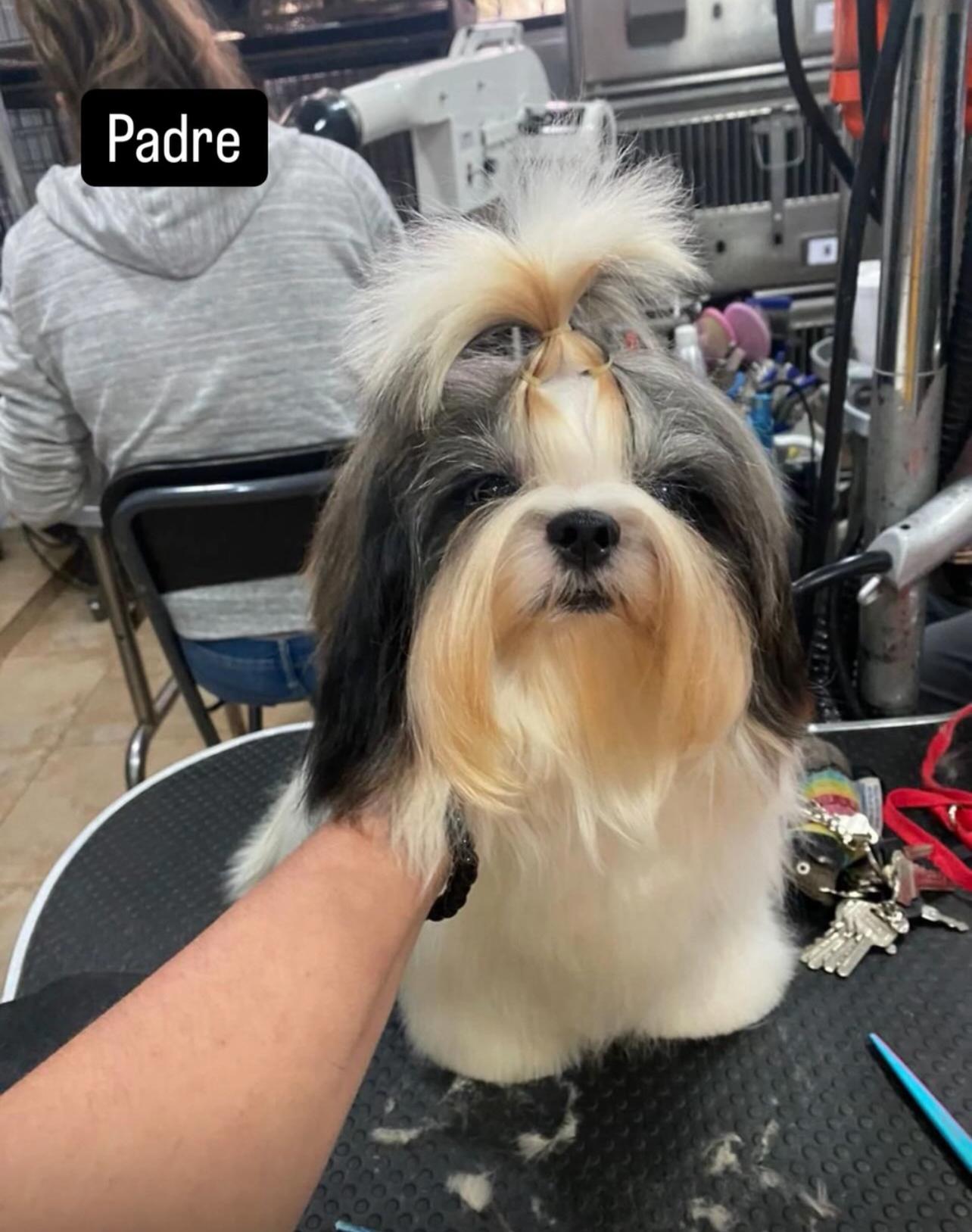 Perritos ???? Shih tzu mini  en Santo Domingo Este Foto 7280597-8.jpg