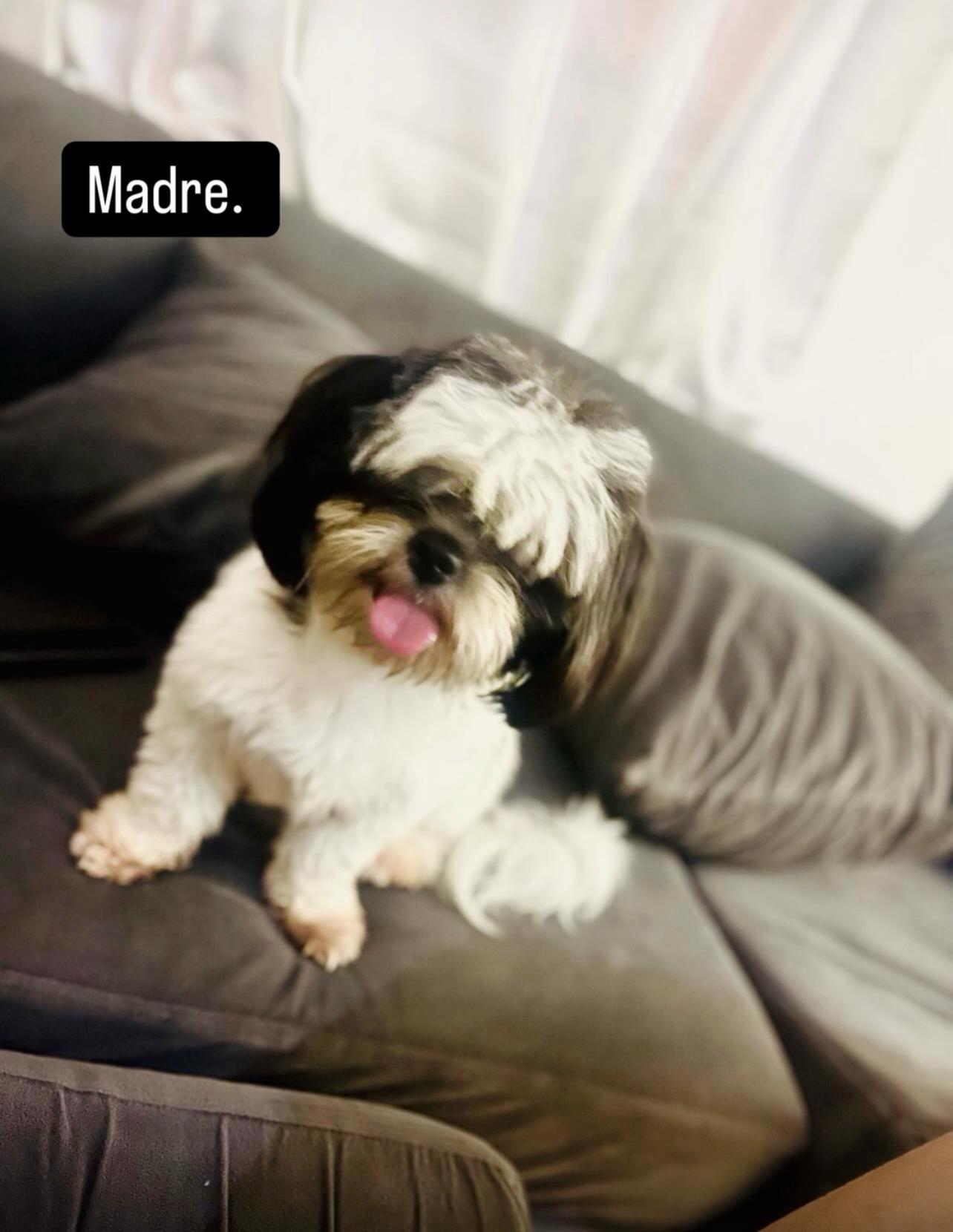 Perritos ???? Shih tzu mini  en Santo Domingo Este Foto 7280597-9.jpg