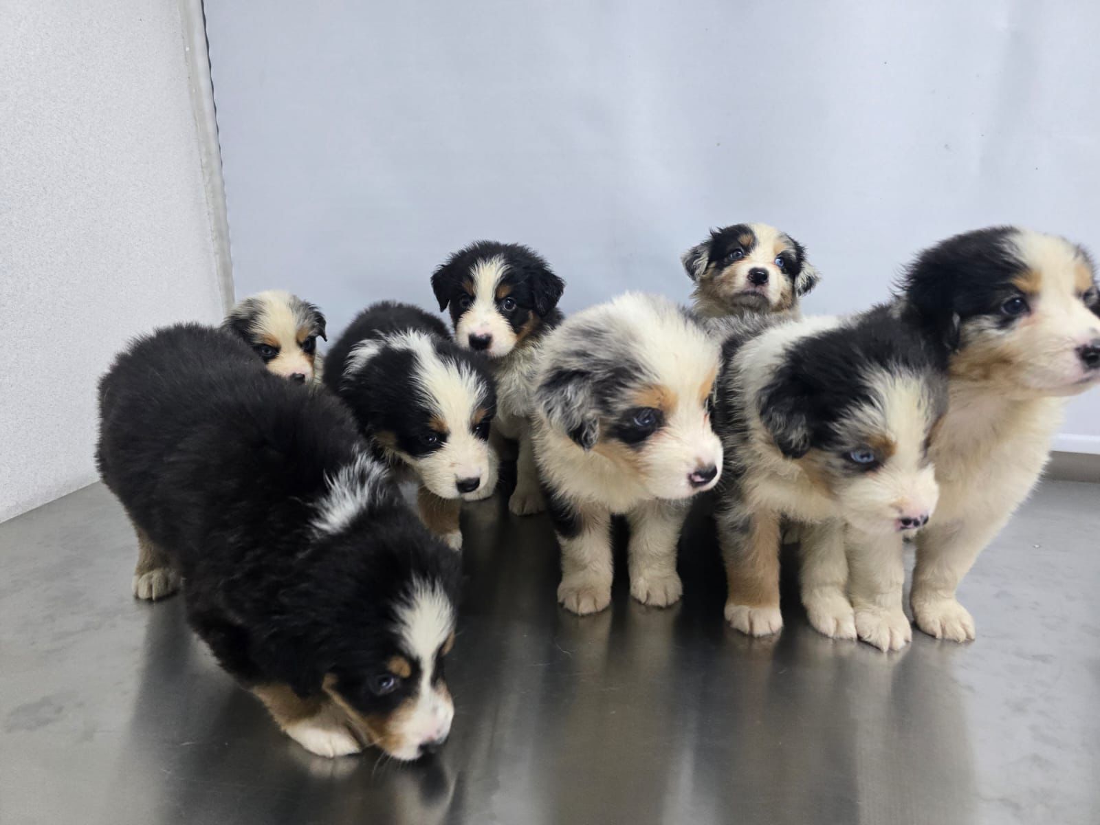 OFERTA CACHORRO PASTOR AUSTRALIANO AMBOS SEXO  EN SANTIAGO Y SE ENTREG Foto 7280602-1.jpg