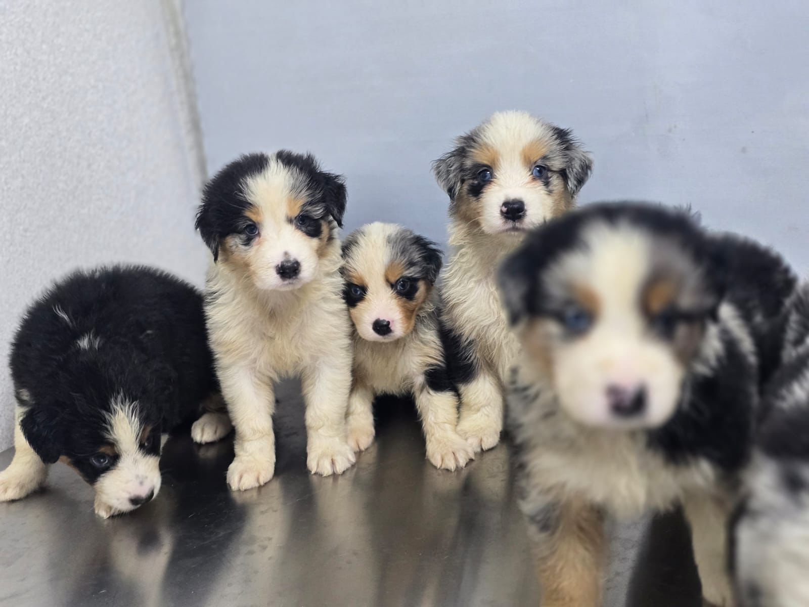 OFERTA CACHORRO PASTOR AUSTRALIANO AMBOS SEXO  EN SANTIAGO Y SE ENTREG Foto 7280602-2.jpg