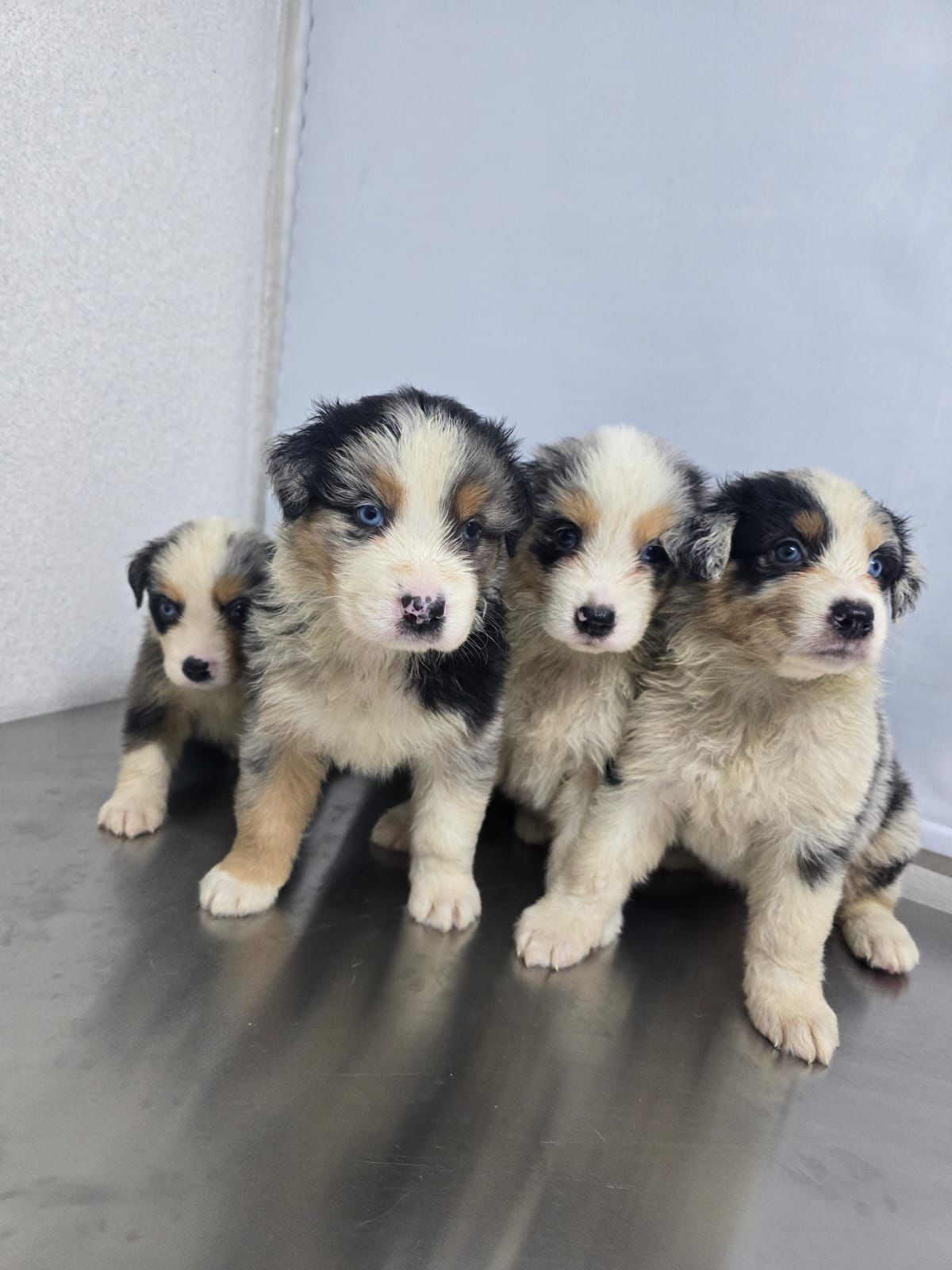 OFERTA CACHORRO PASTOR AUSTRALIANO AMBOS SEXO  EN SANTIAGO Y SE ENTREG Foto 7280602-3.jpg