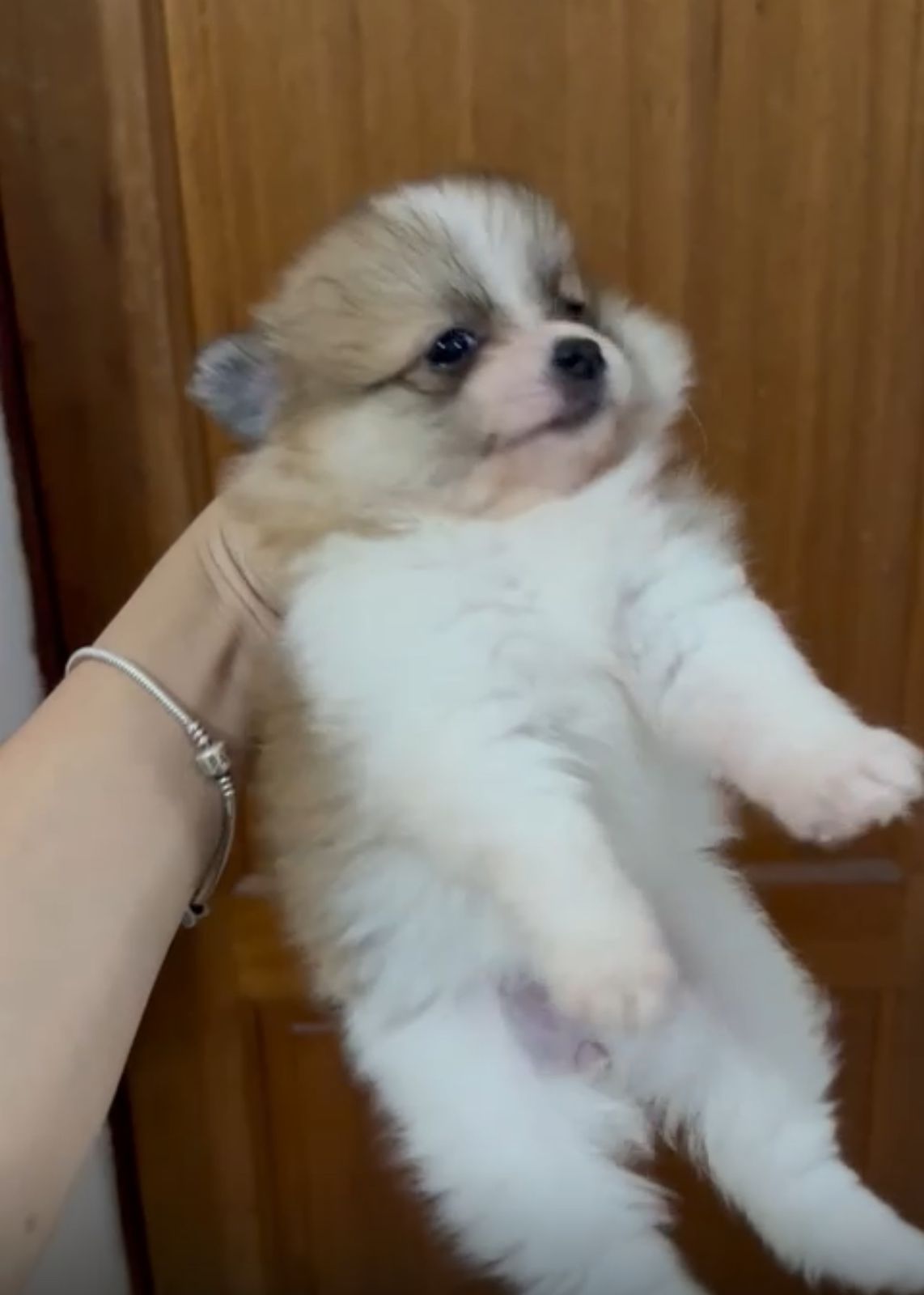 OFERTA CACHORRO POMERANIA HEMBRA EN SANTO DOMINGO CON SU VACUNAS AL DI Foto 7280605-1.jpg