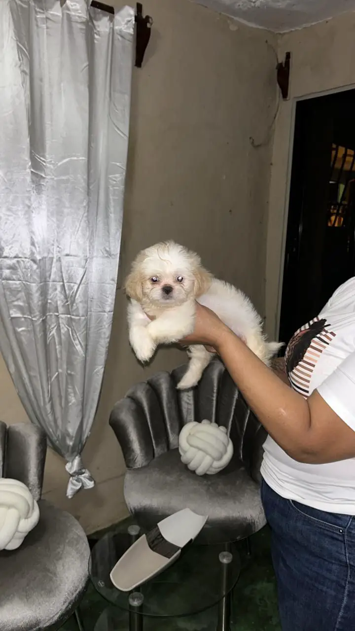OFERTA CACHORRO SHIPOO AMBOS SEXO EN SANTO DOMINGO Y VACUNA AL DIA  Foto 7280606-1.jpg