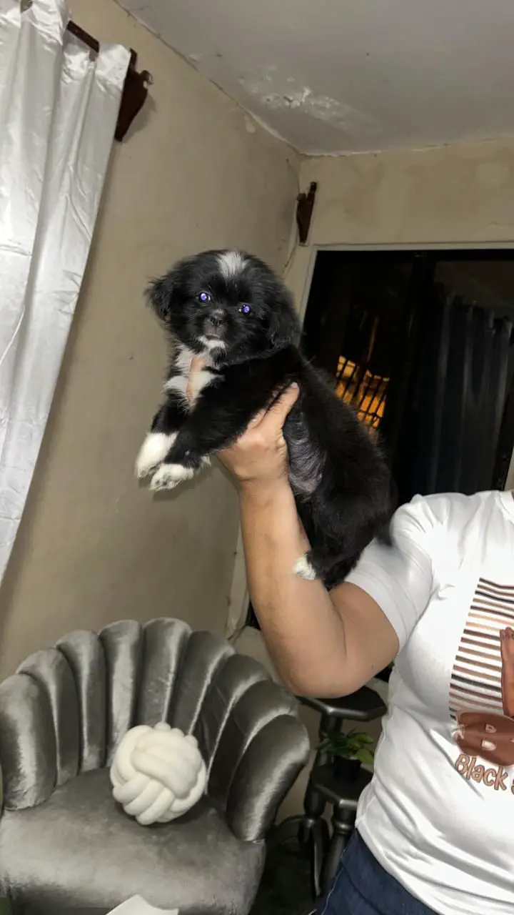 OFERTA CACHORRO SHIPOO AMBOS SEXO EN SANTO DOMINGO Y VACUNA AL DIA  Foto 7280606-2.jpg