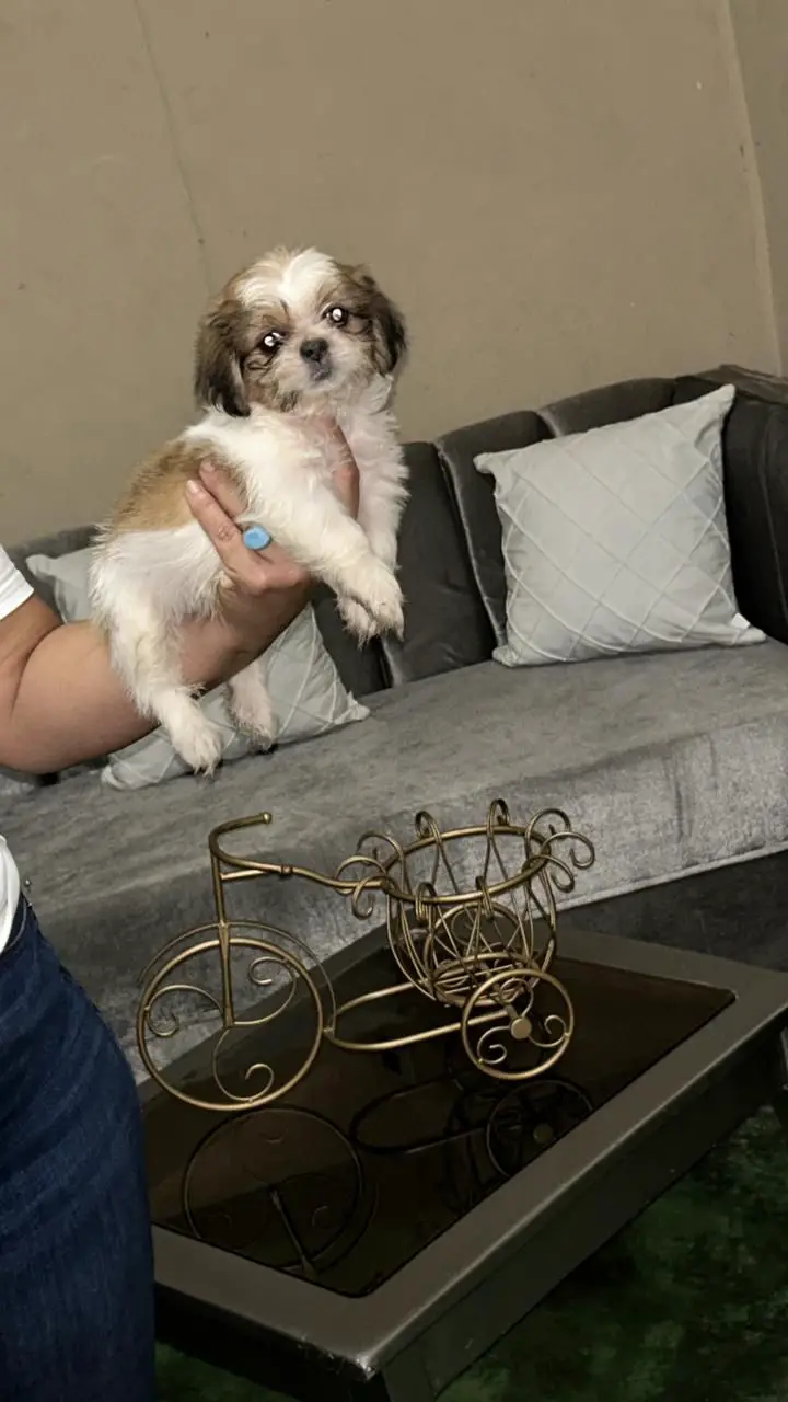 OFERTA CACHORRO SHIPOO AMBOS SEXO EN SANTO DOMINGO Y VACUNA AL DIA  Foto 7280606-3.jpg