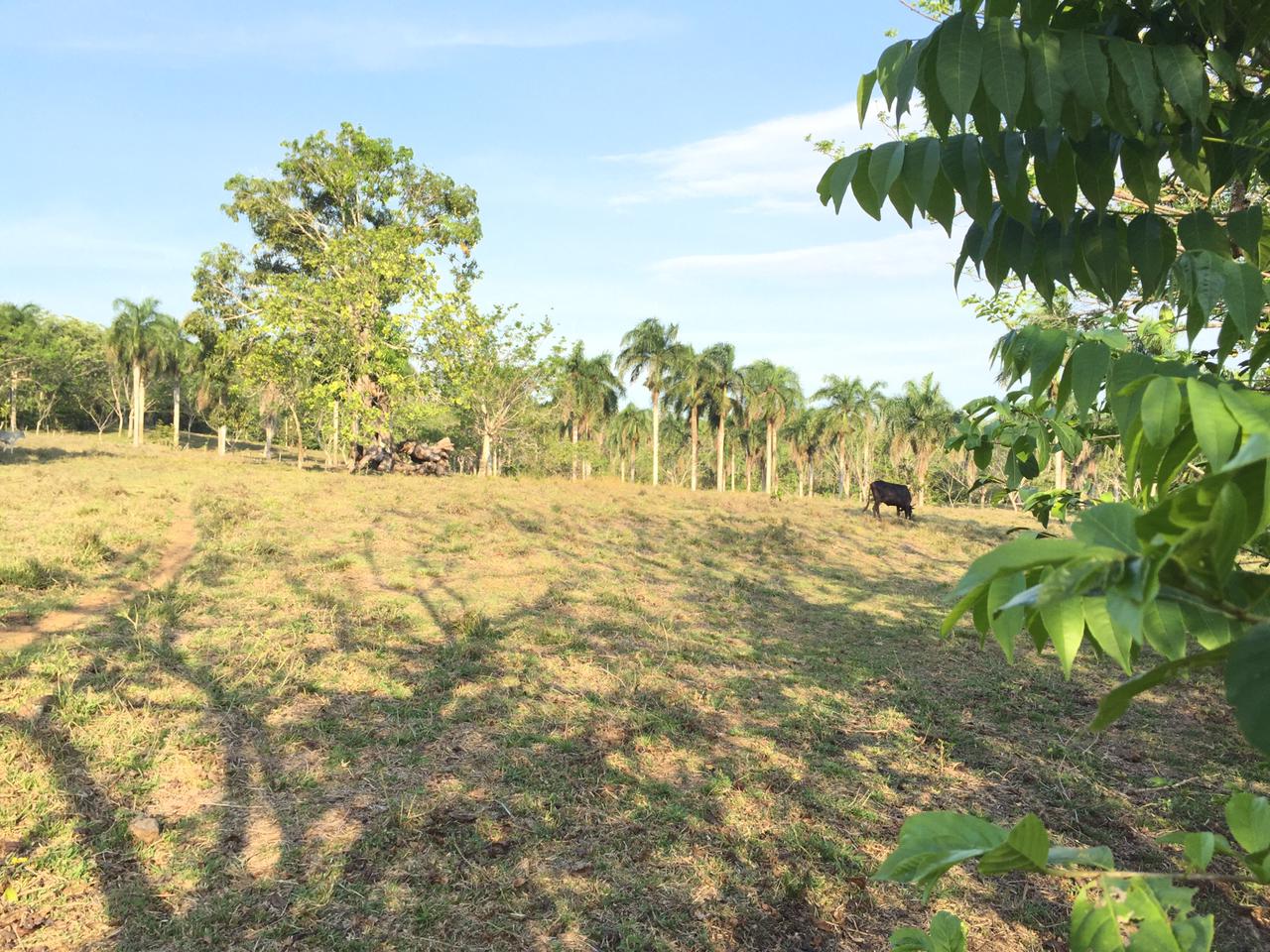 SE VENDE FINCA 253 TAREAS EN EL KM.  35 DE YAMASA SUPER REBAJADA OPORT Foto 7280918-13.jpg