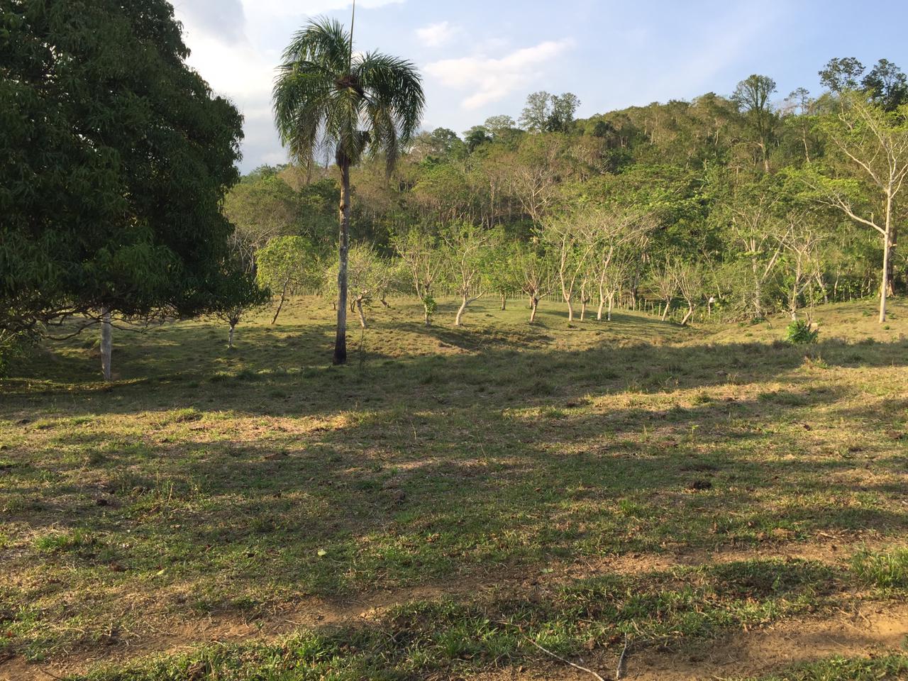 SE VENDE FINCA 253 TAREAS EN EL KM.  35 DE YAMASA SUPER REBAJADA OPORT Foto 7280918-14.jpg