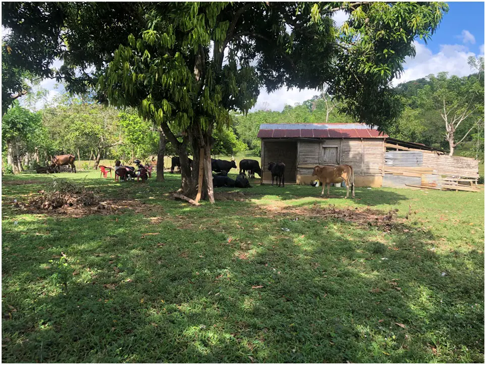 SE VENDE FINCA 253 TAREAS EN EL KM.  35 DE YAMASA SUPER REBAJADA OPORT Foto 7280918-6.jpg