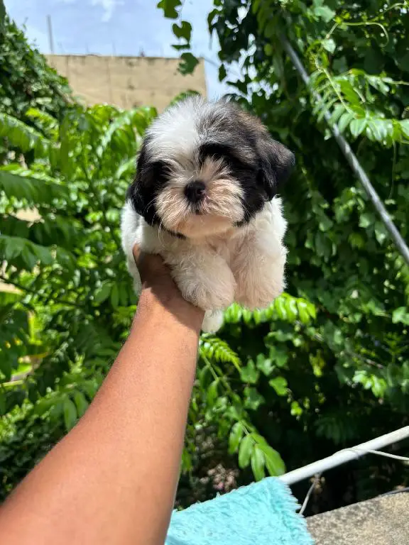 OFERTA CACHORRO SHIPOO MACHO EN SANTO DOMINGO Y TODO AL DIA Foto 7280930-1.jpg
