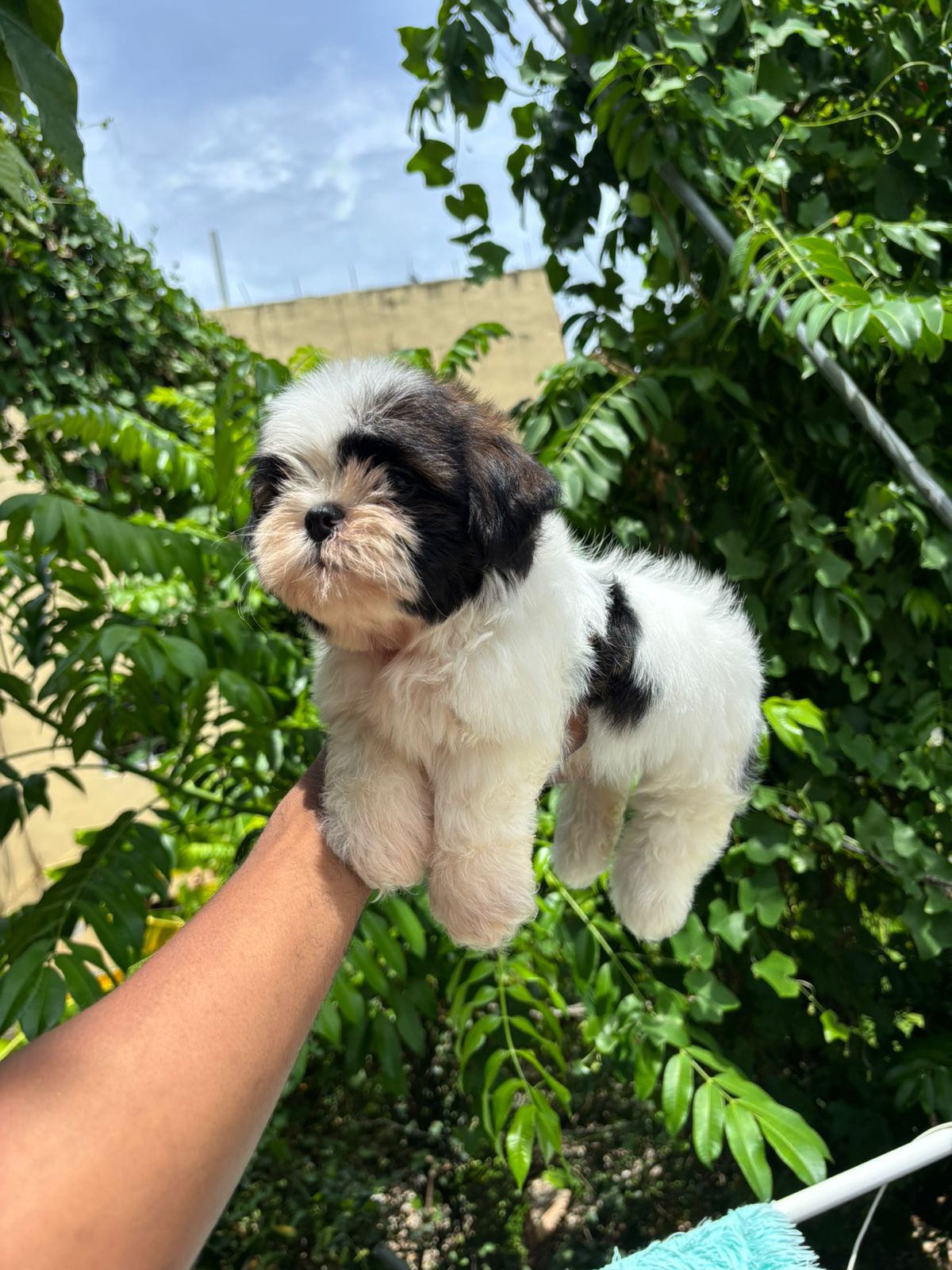 OFERTA CACHORRO SHIPOO MACHO EN SANTO DOMINGO Y TODO AL DIA Foto 7280930-2.jpg