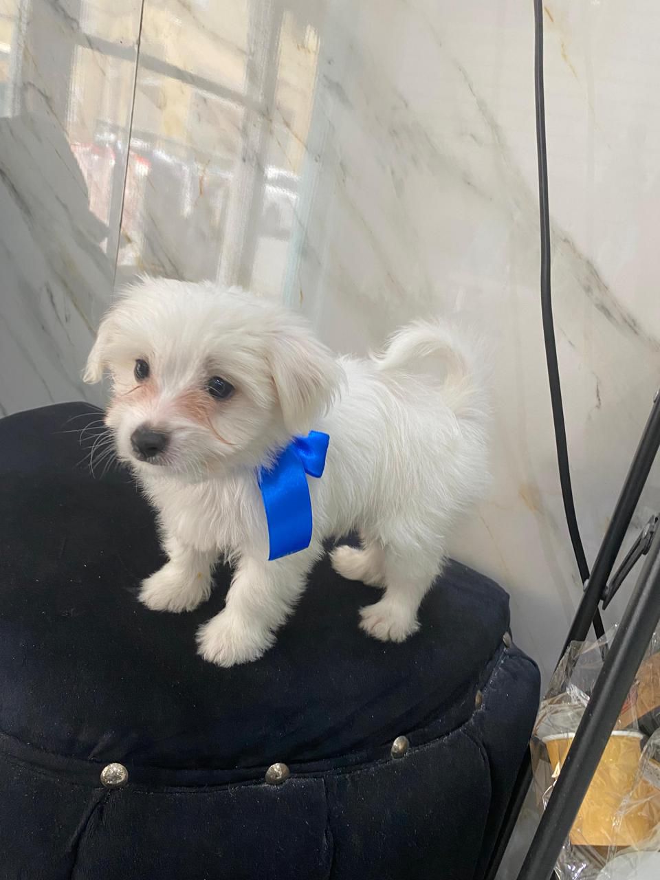 OFERTA CACHORRO MALTIPOO MACHO EN SANTO DOMINGO CON SU VACUNAS Foto 7280931-1.jpg