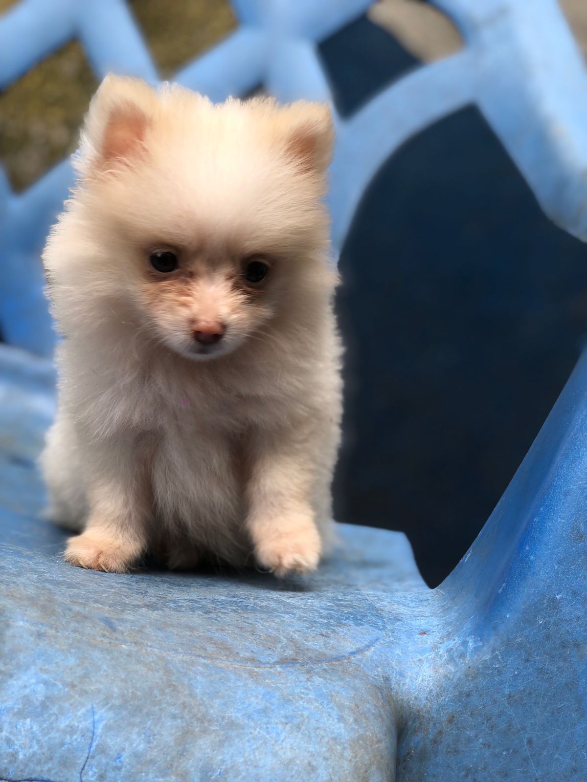 OFERTA CACHORRO POMERANIA HEMBRA EN SANTIAGO Y VACUNA AL DIA Foto 7280934-1.jpg