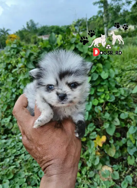 Pomerania Merle Hembra  Foto 7281371-1.jpg