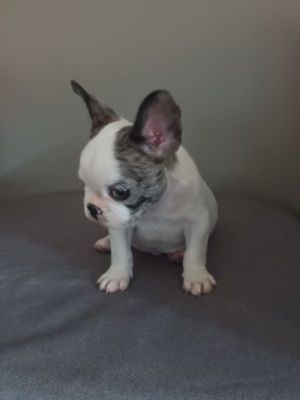 OFERTA CACHORRO BULLDOG FRANCES MACHO EN SANTO DOMINGO Y VACUNA AL DIA Foto 7281376-1.jpg