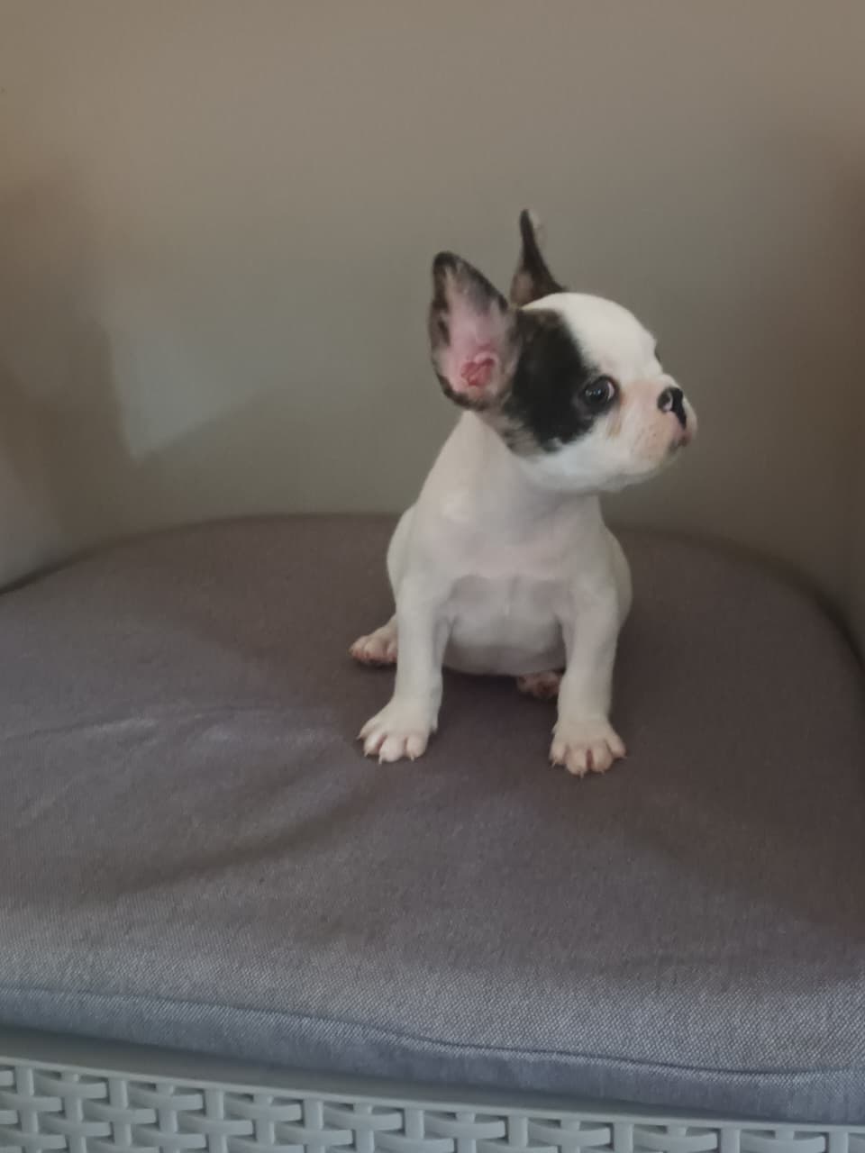 OFERTA CACHORRO BULLDOG FRANCES MACHO EN SANTO DOMINGO Y VACUNA AL DIA Foto 7281376-2.jpg