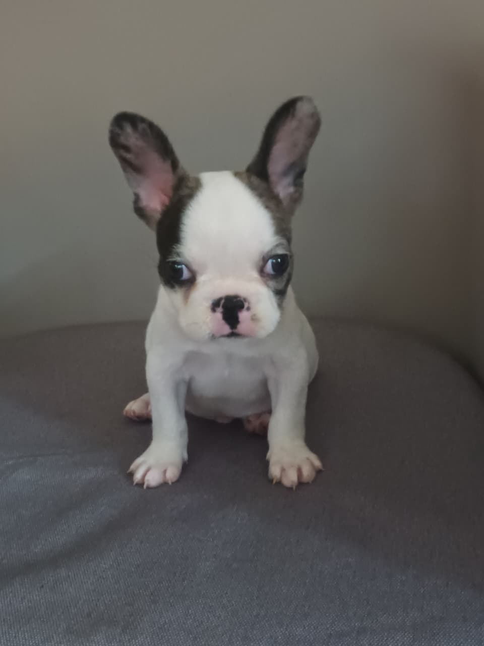 OFERTA CACHORRO BULLDOG FRANCES MACHO EN SANTO DOMINGO Y VACUNA AL DIA Foto 7281376-3.jpg