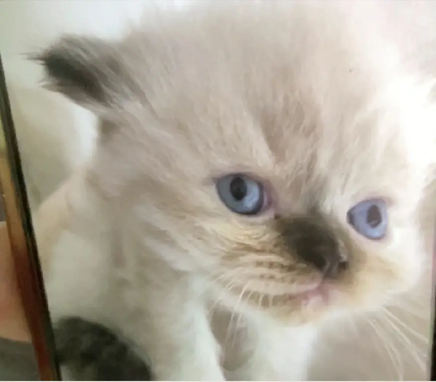 Gatita Persa Doll Face Himalaya Blue Point Foto 7281515-6.jpg