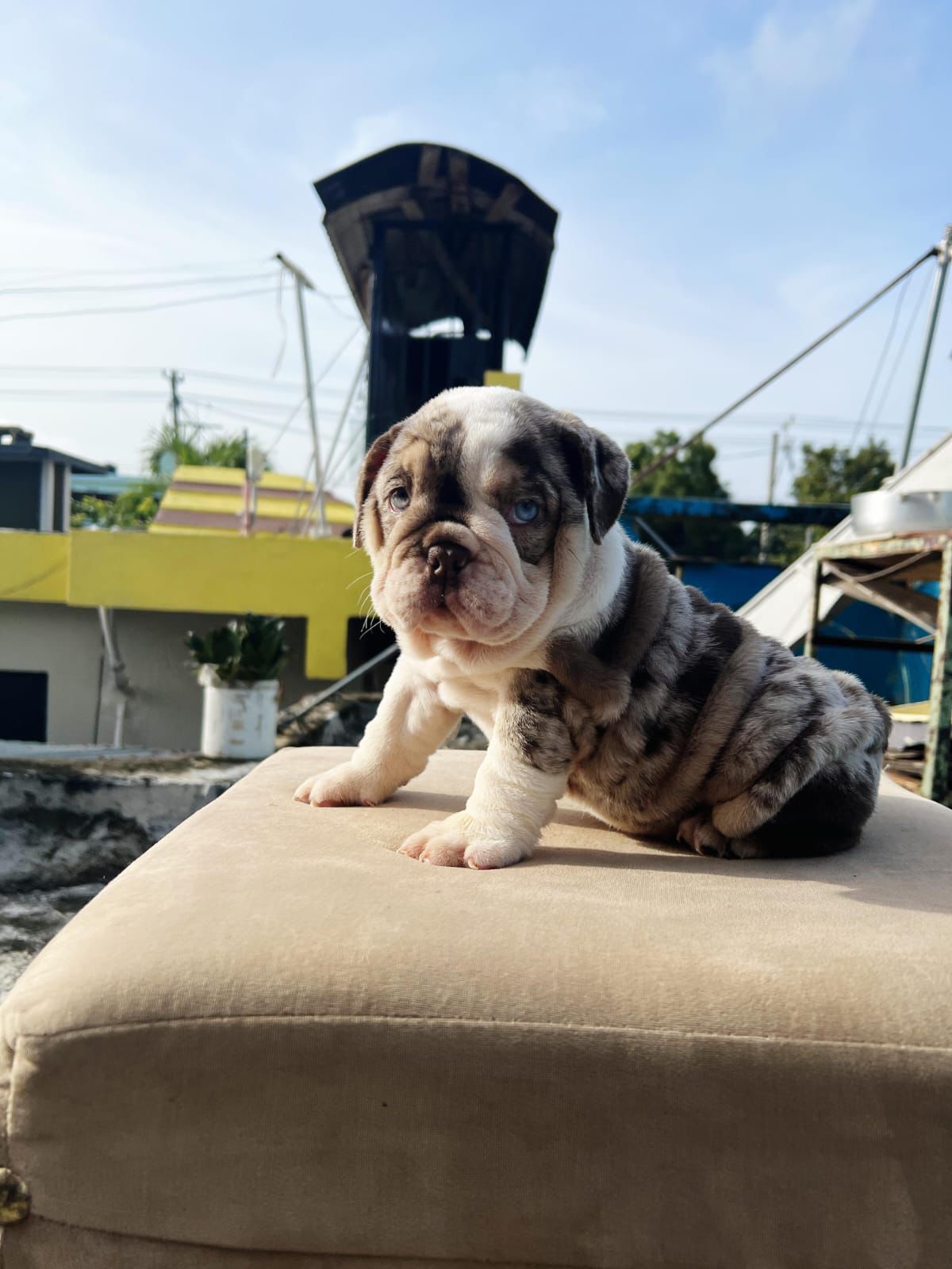 OFERTA CACHORRO BULLDOG INGLES HEMBRA EN SANTO DOMINGO Y VACUNADOS Foto 7281627-1.jpg