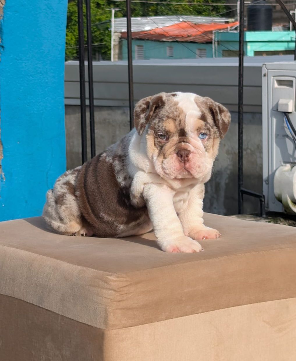 OFERTA CACHORRO BULLDOG INGLES HEMBRA EN SANTO DOMINGO Y VACUNADOS Foto 7281627-2.jpg