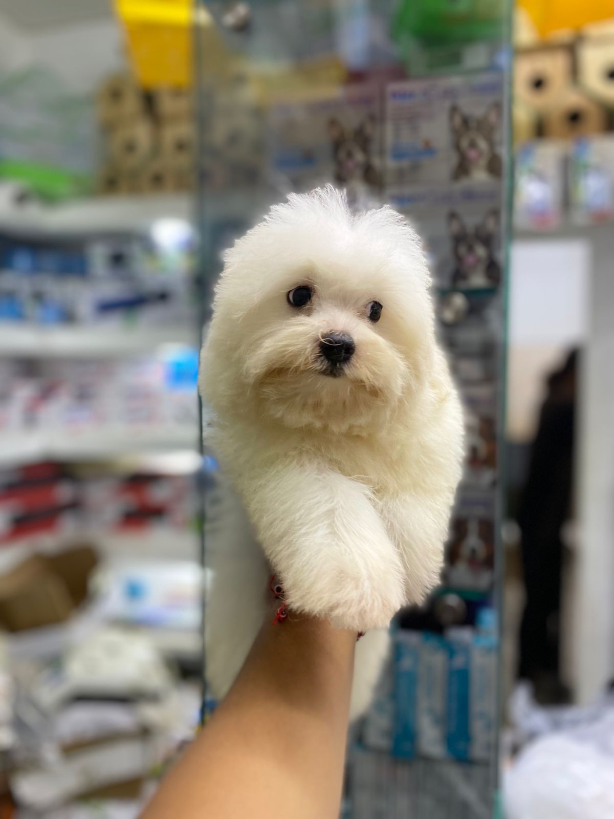 OFERTA CACHORRO MALTES MACHO EN SANTO DOMINGO CON SU VACUNA Foto 7281635-1.jpg