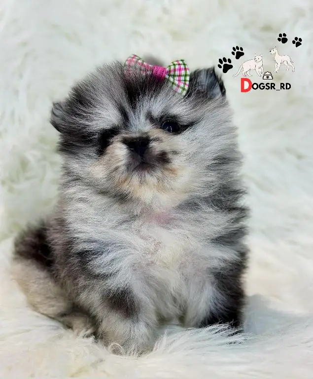 Pomerania Merle Hembra  Foto 7281956-1.jpg