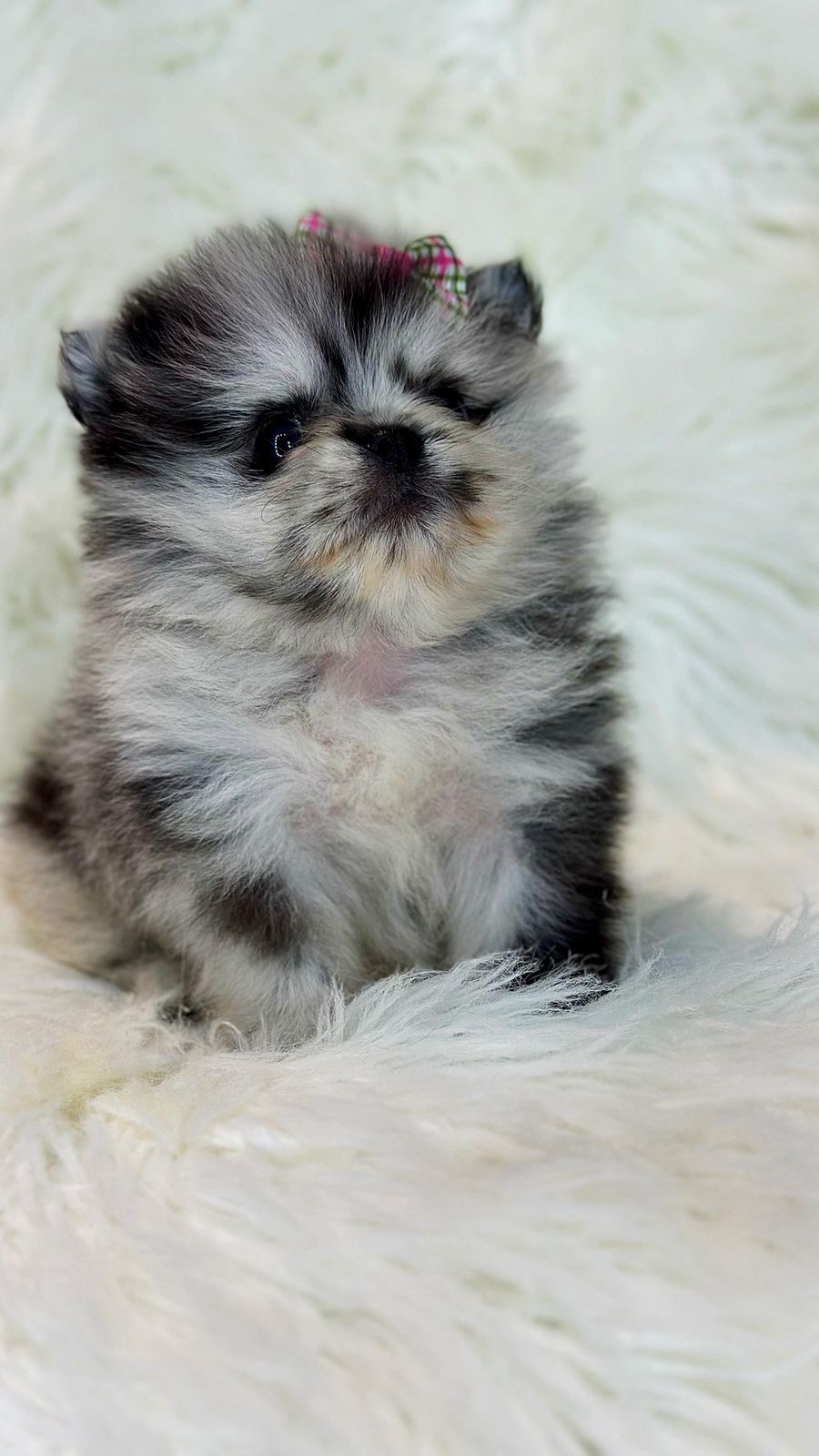 Pomerania Merle Hembra  Foto 7281956-2.jpg