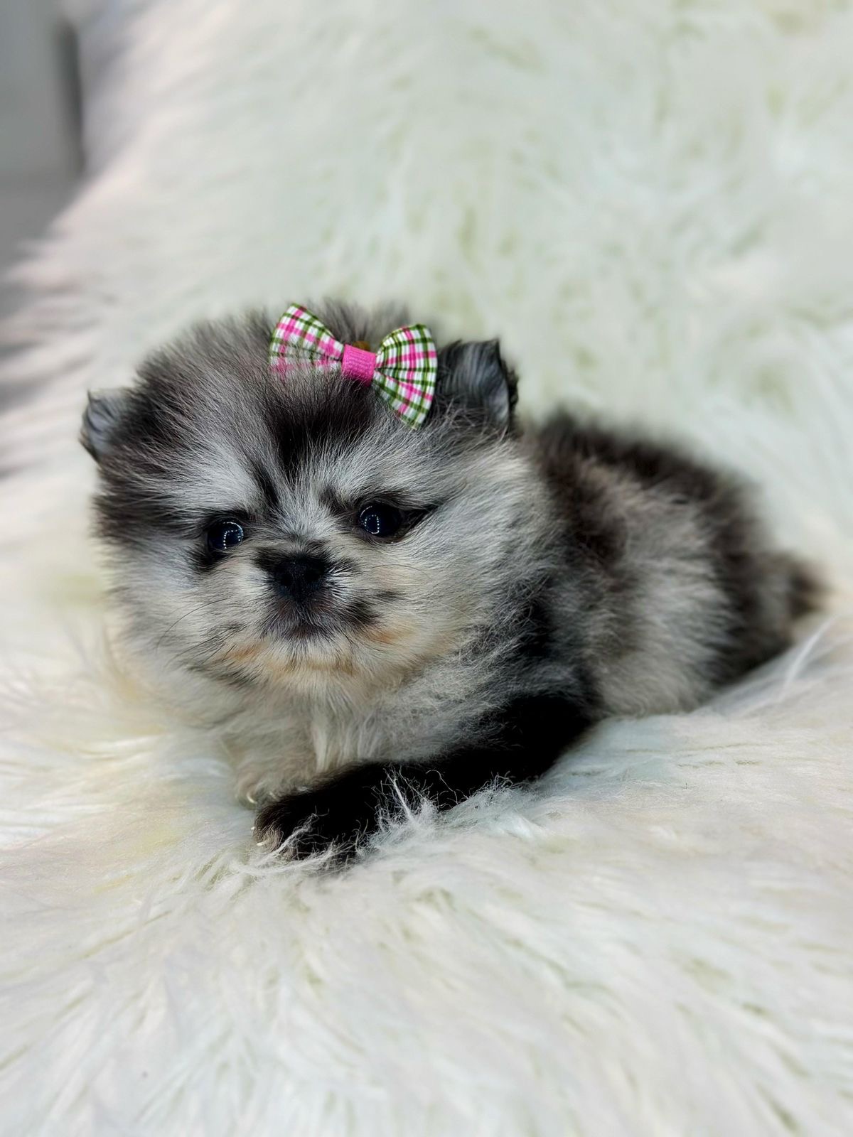 Pomerania Merle Hembra  Foto 7281956-3.jpg