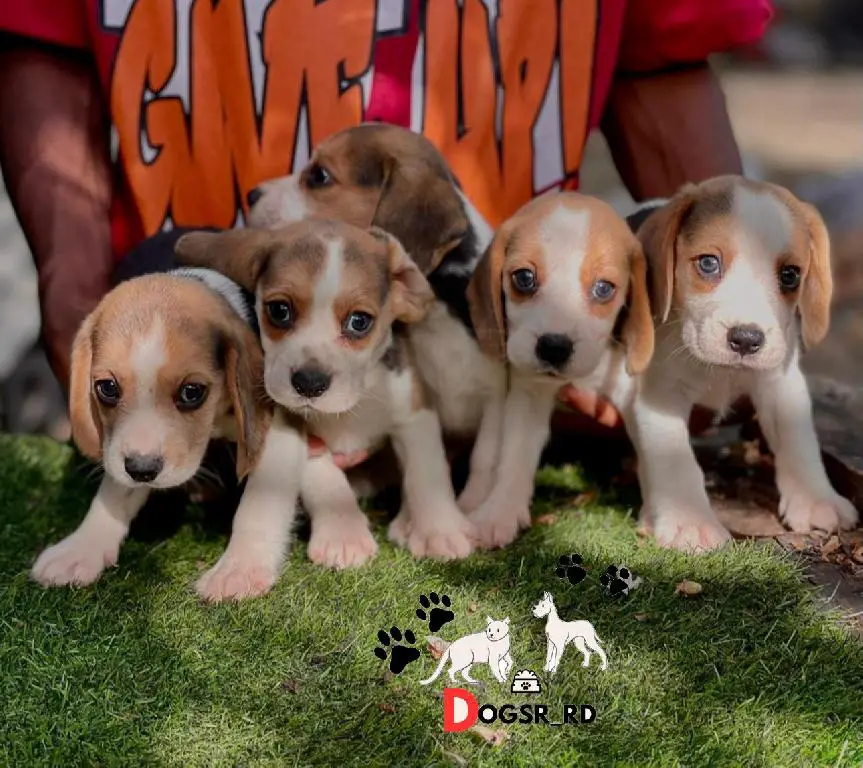 Beagle Ambos Sexos  Foto 7281957-1.jpg