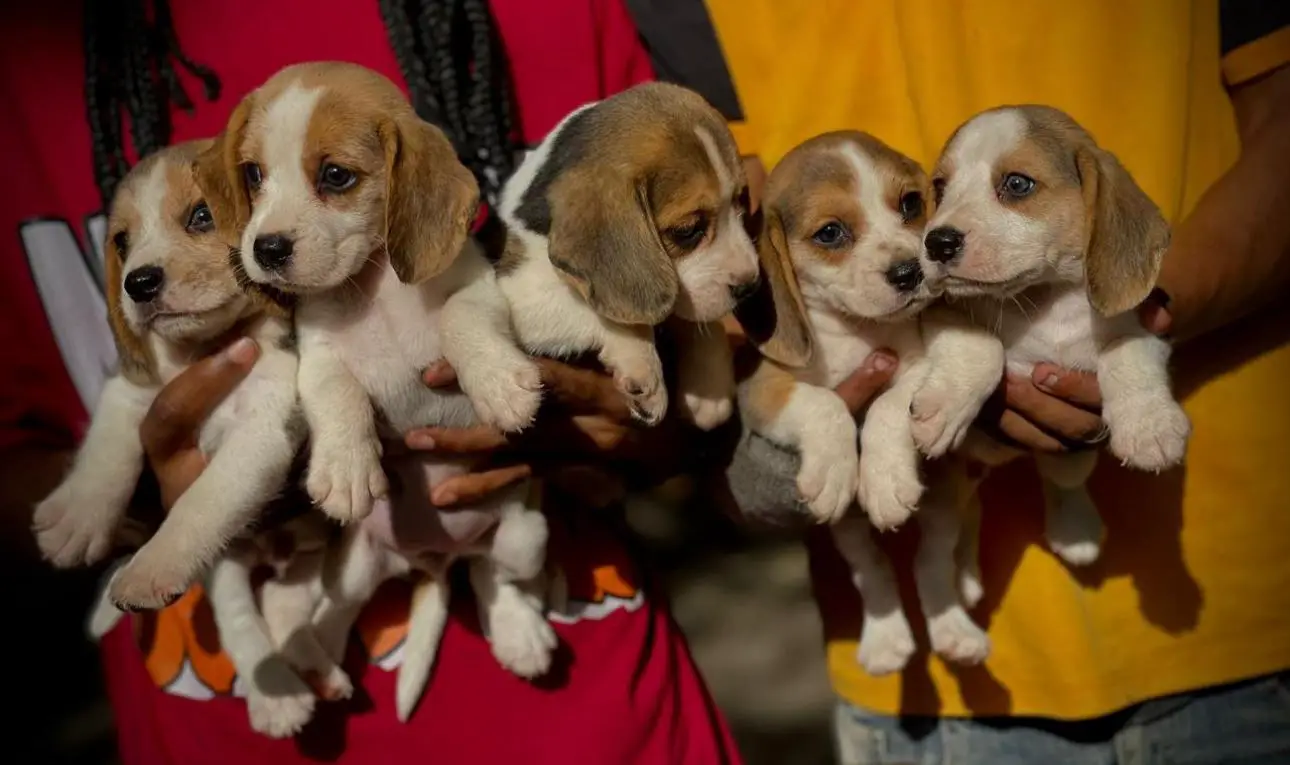 Beagle Ambos Sexos  Foto 7281957-2.jpg