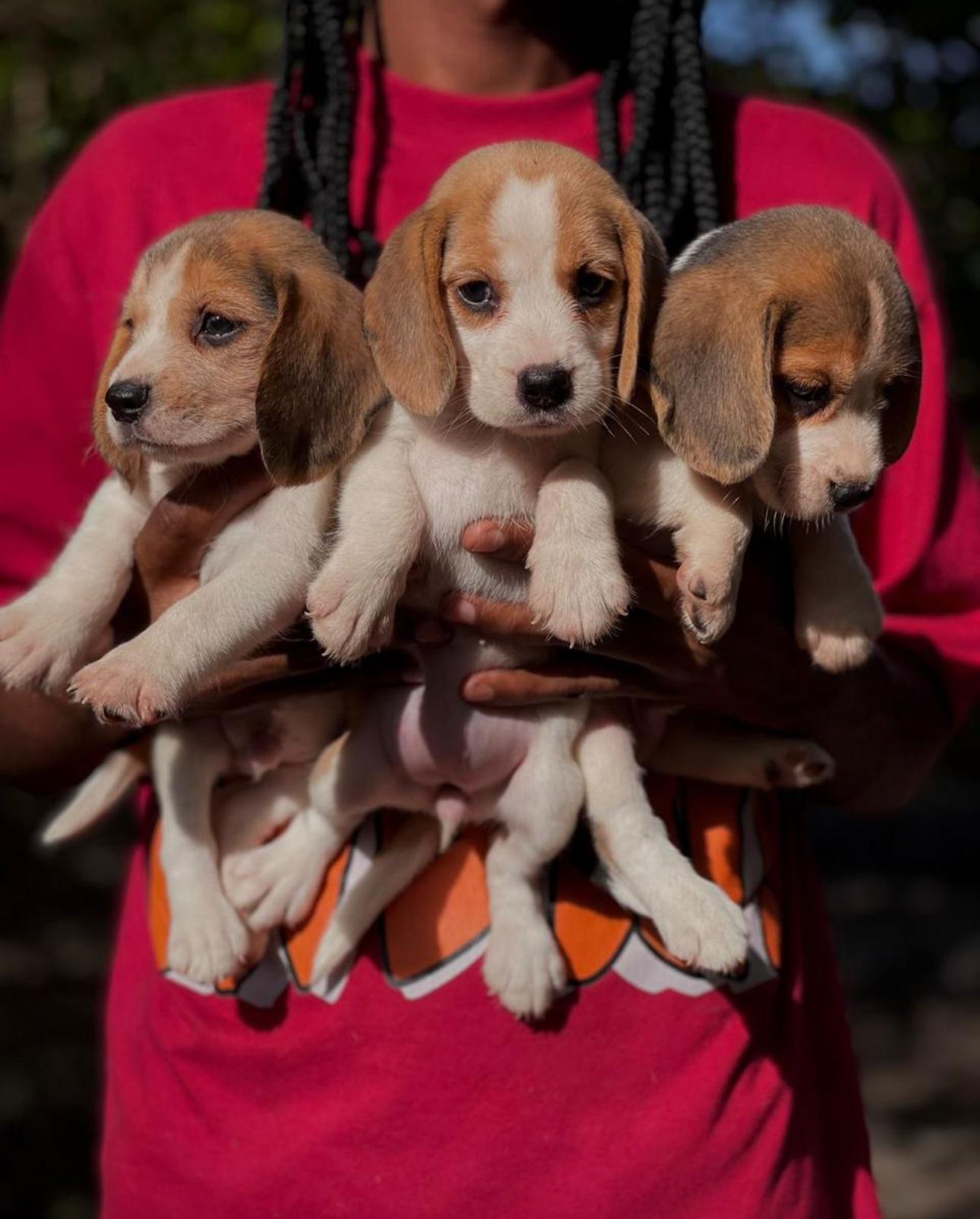 Beagle Ambos Sexos  Foto 7281957-3.jpg