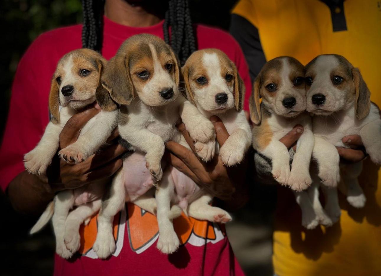 Beagle Ambos Sexos  Foto 7281957-4.jpg