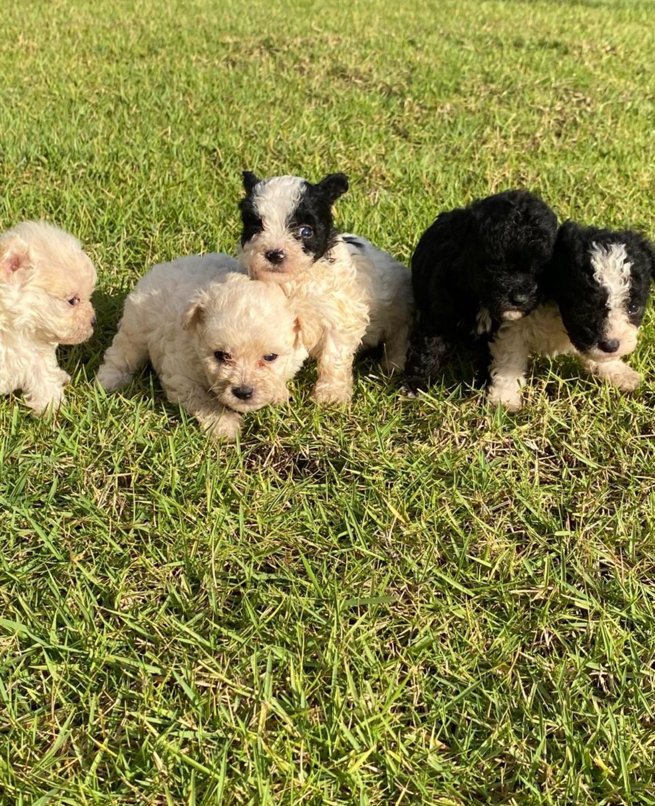 Maltipoo Ambos Sexos  Foto 7281961-2.jpg