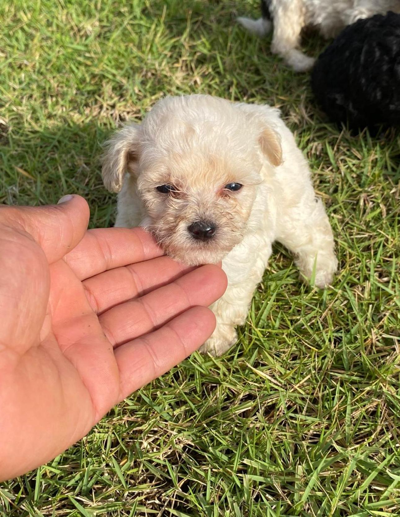 Maltipoo Ambos Sexos  Foto 7281961-4.jpg