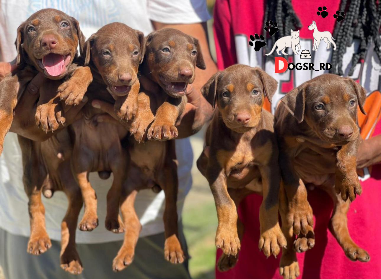 Doberman Ambos Sexos  Foto 7281966-1.jpg
