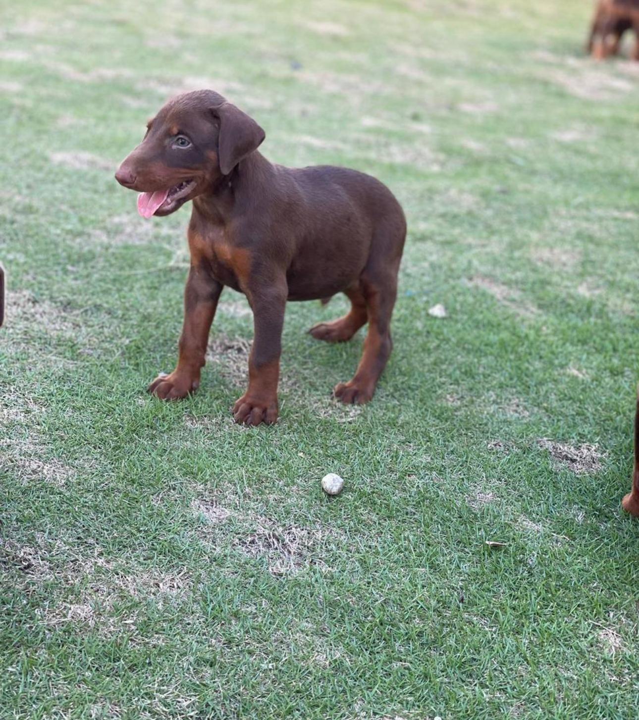 Doberman Ambos Sexos  Foto 7281966-3.jpg