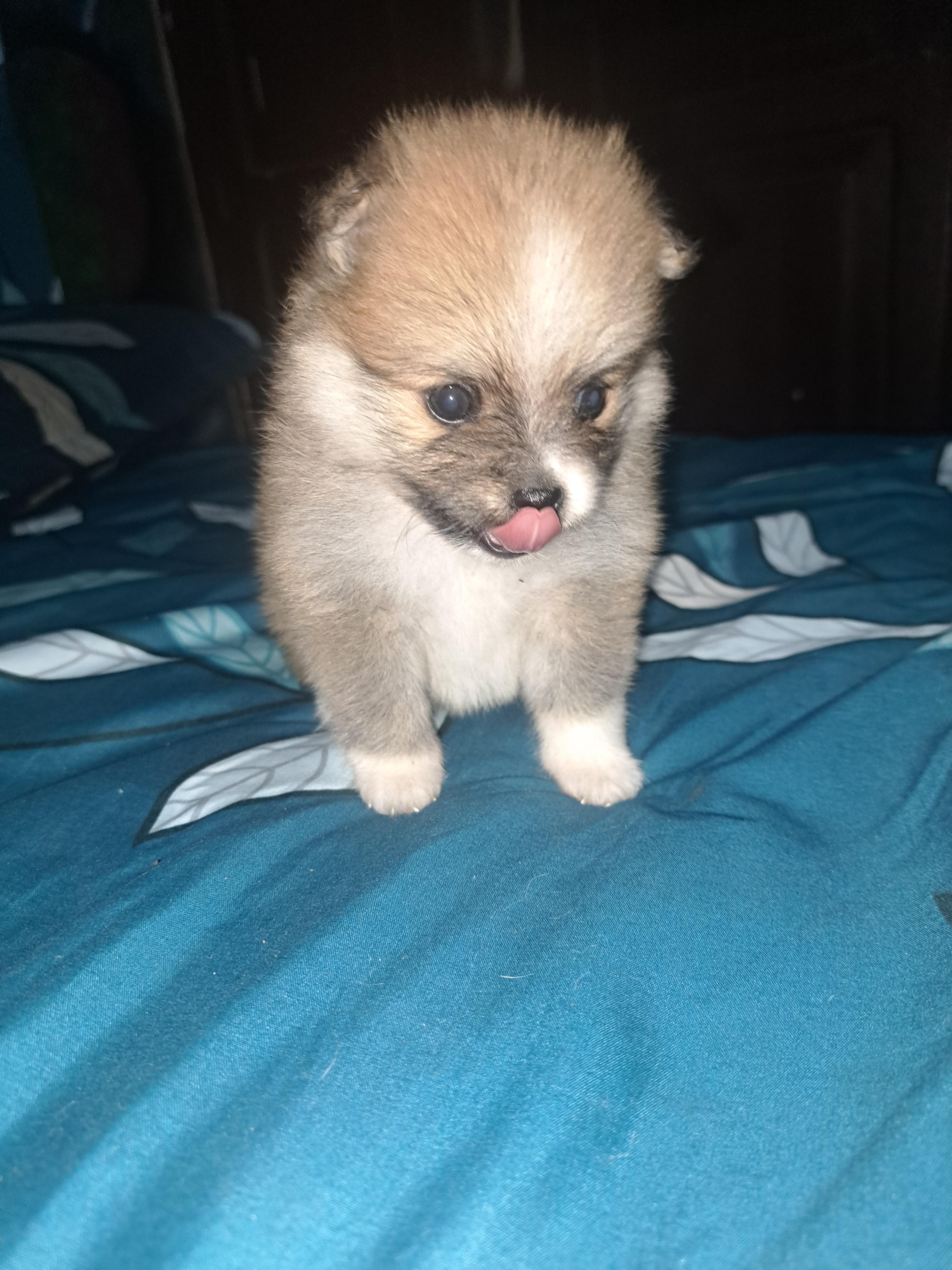 Vendo cachorros Pomerania... La Vega Foto 7282917-2.jpg