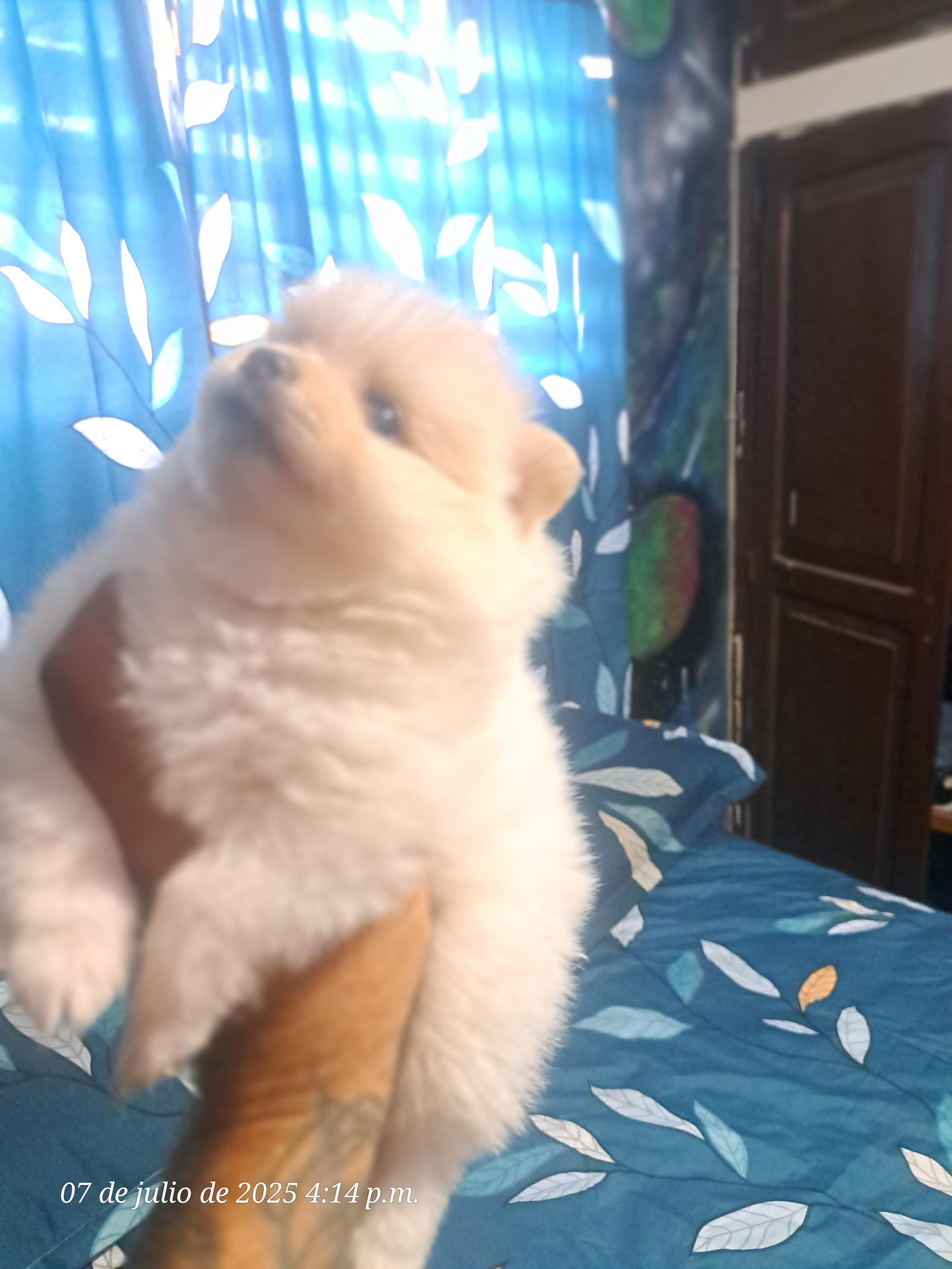 Vendo cachorros Pomerania... La Vega Foto 7282917-3.jpg