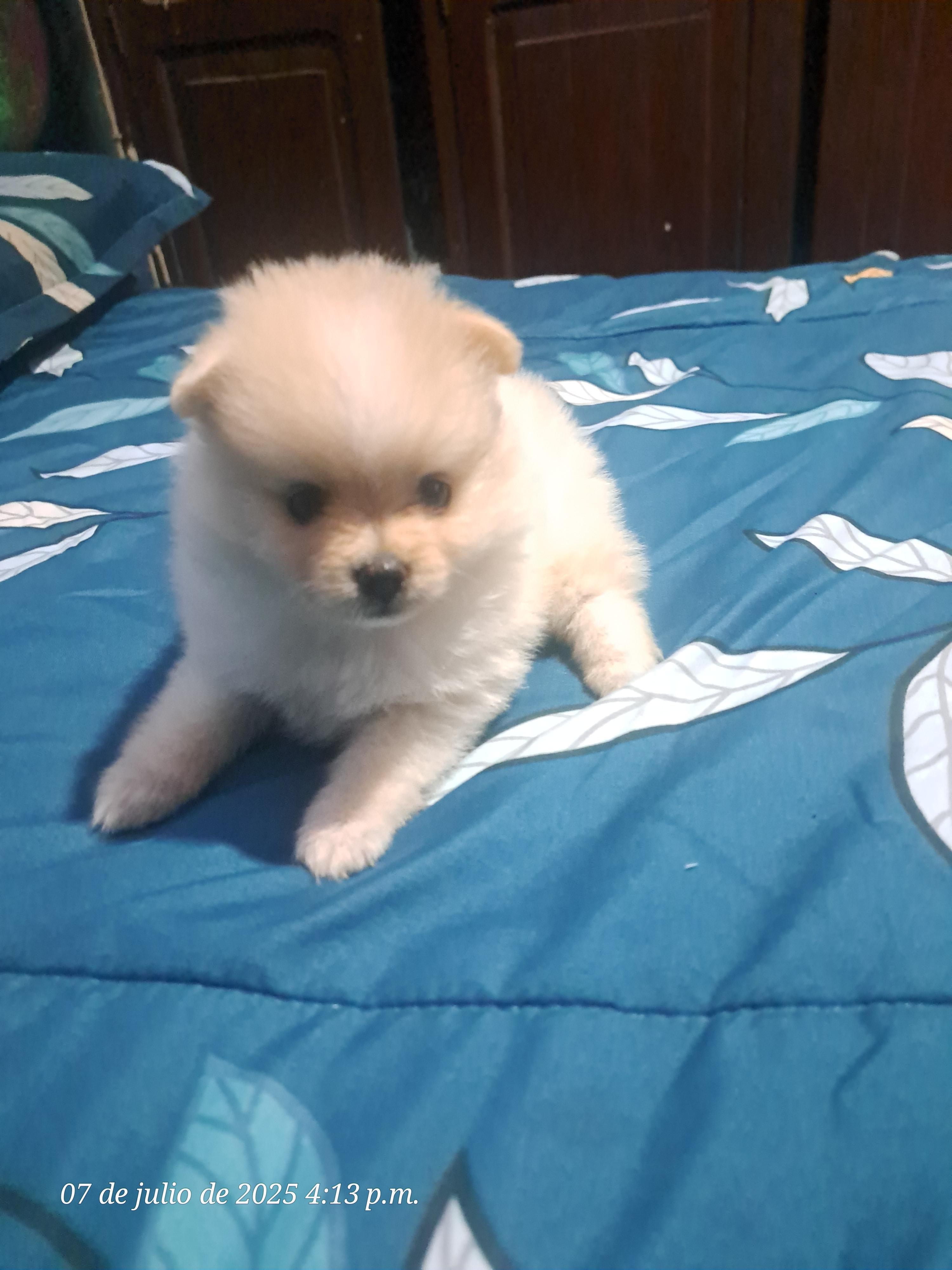 Vendo cachorros Pomerania... La Vega Foto 7282917-4.jpg