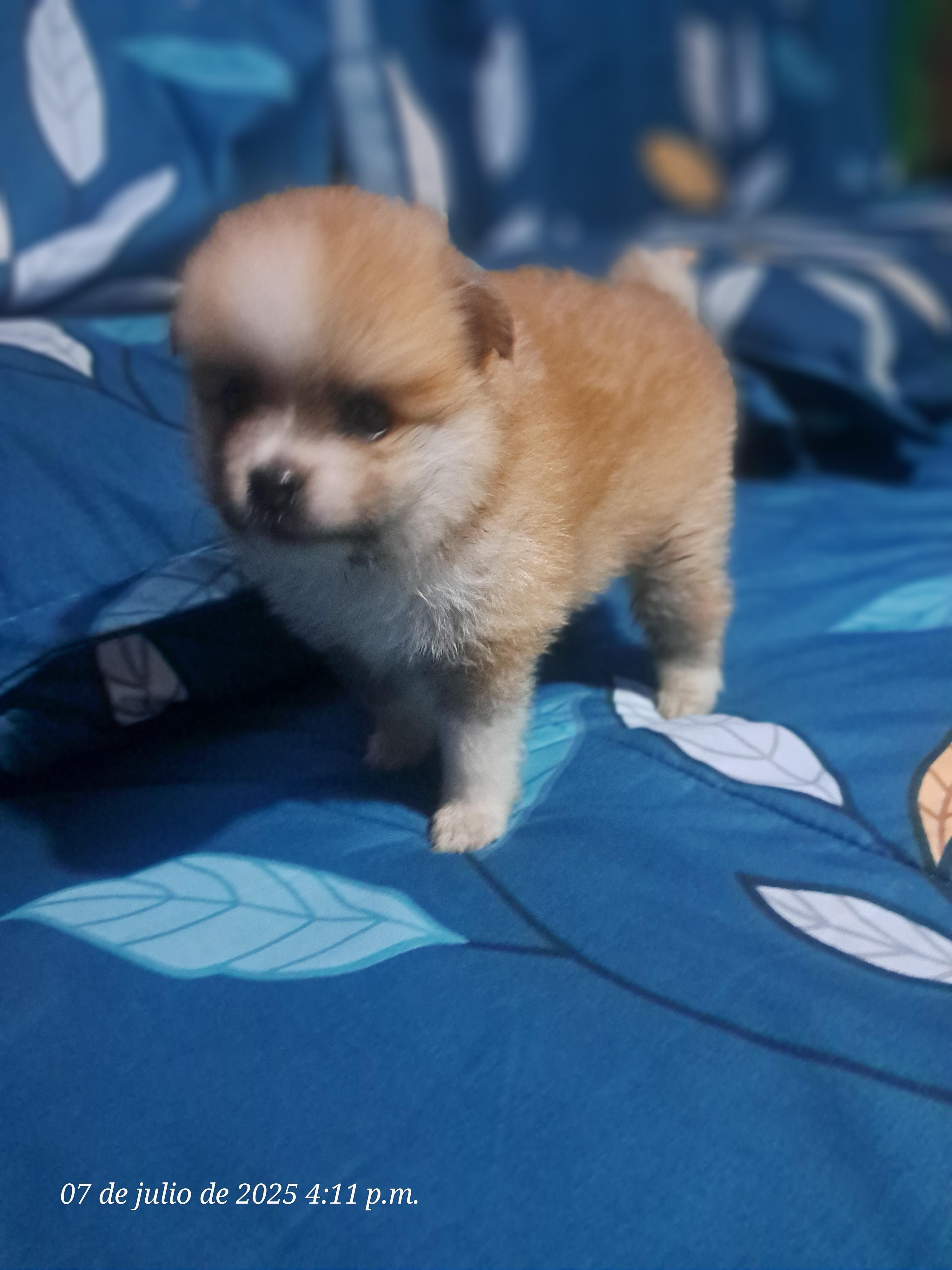 Vendo cachorros Pomerania... La Vega Foto 7282917-5.jpg