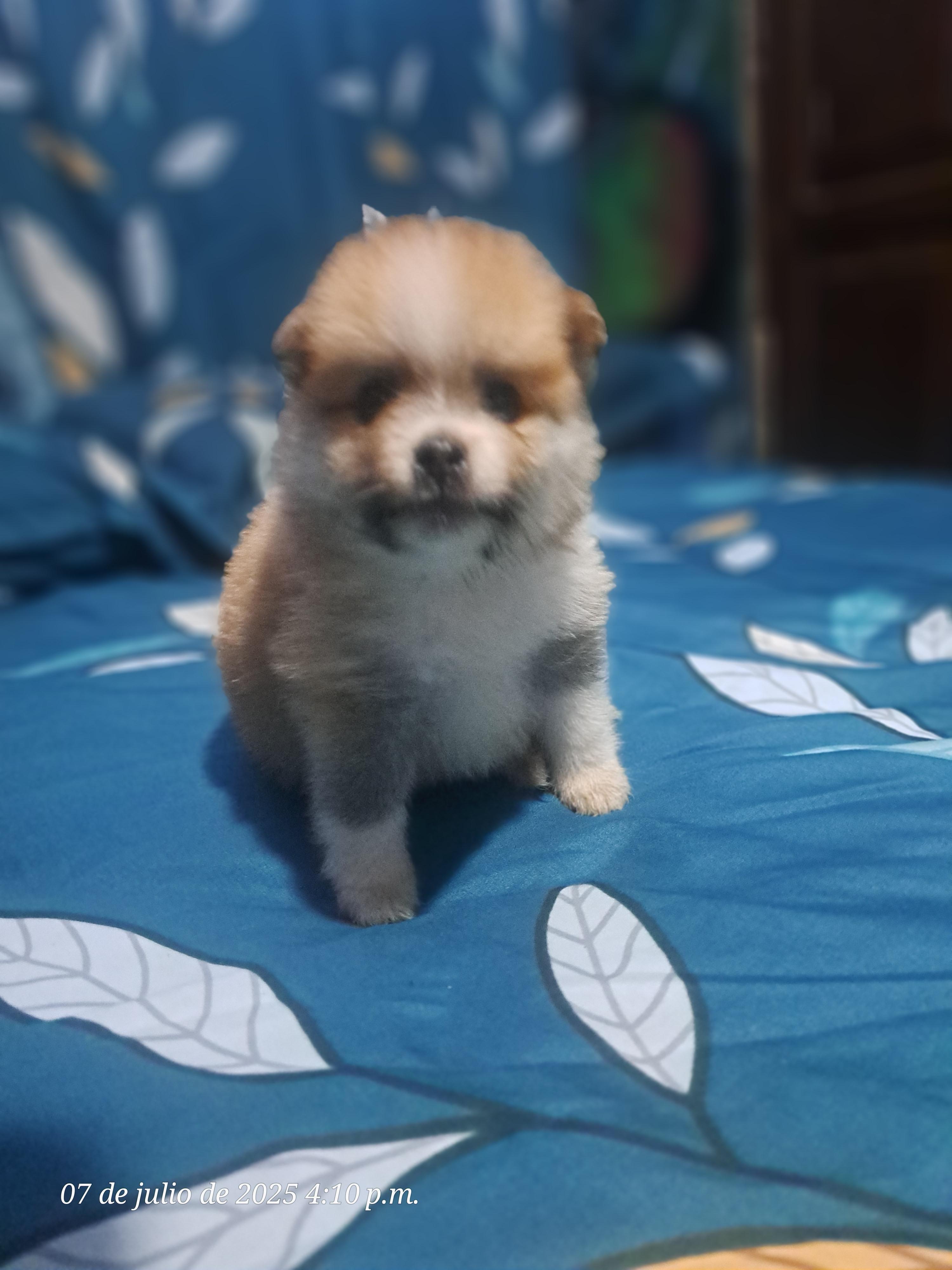 Vendo cachorros Pomerania... La Vega Foto 7282917-6.jpg