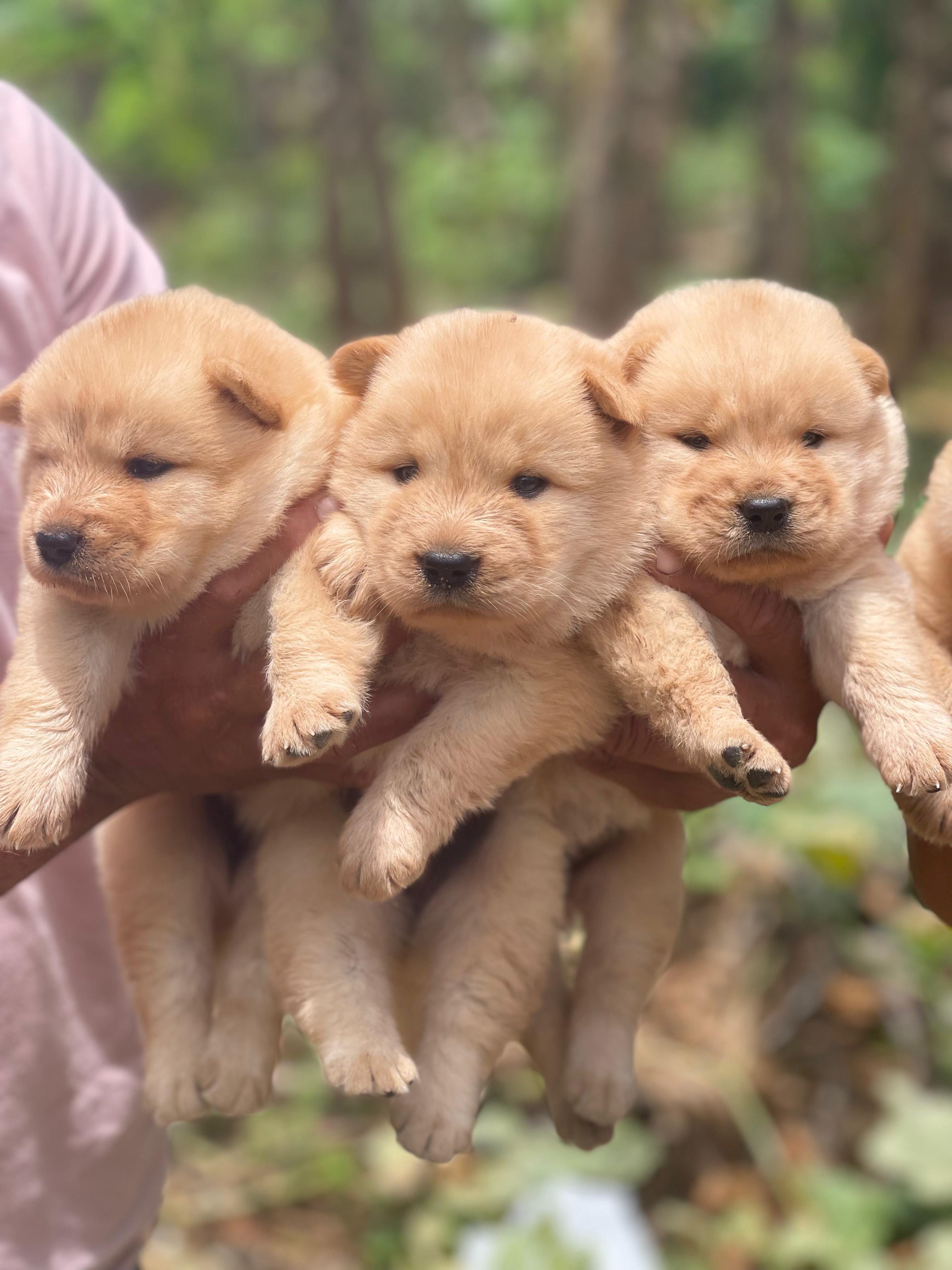 Chow chow Ambos Sexos  Foto 7282943-2.jpg