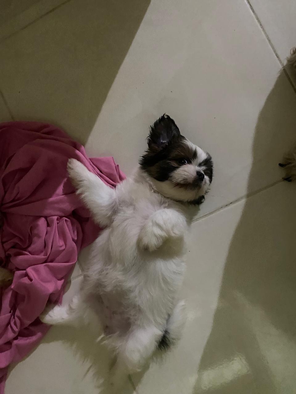 Shitzu en oferta  Foto 7283246-2.jpg