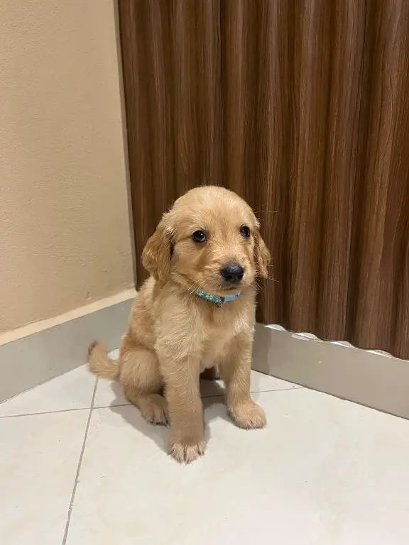 Cachorro Golden Retriever  Foto 7283476-2.jpg