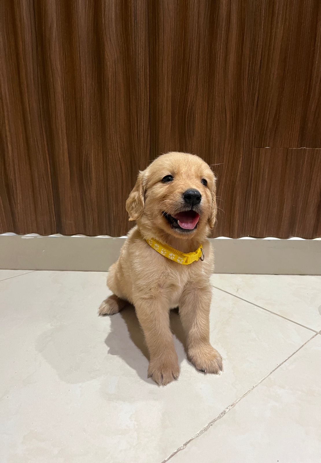 Cachorro Golden Retriever  Foto 7283476-3.jpg